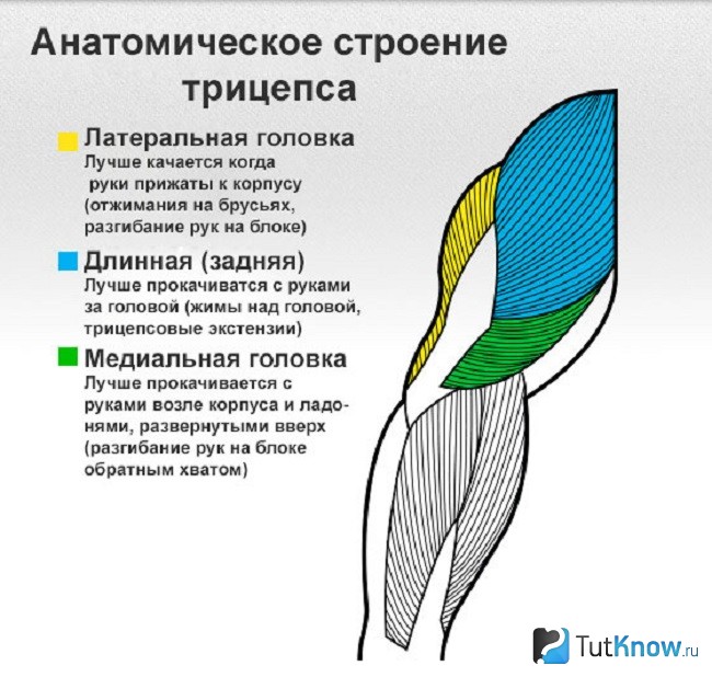 Строение трицепса